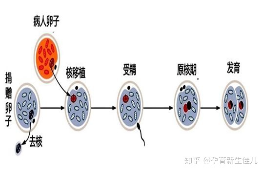 供卵试管婴儿会有并发症吗？警惕此类情况