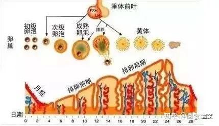 试管代怀费用费用促排卵药品计量攻略(上)