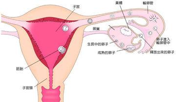 前列腺增生伴结石如何除“顽石”