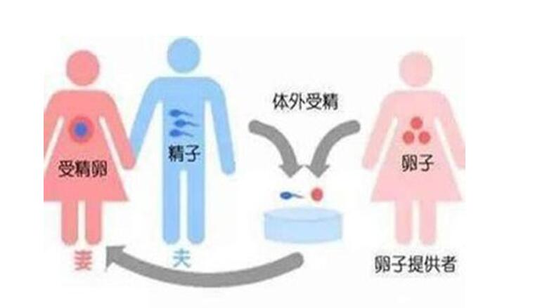 正规医院试管代怀取卵后几天会养囊